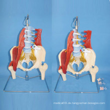 Lendenwirbelsäule Muskel und Nerven Medizinisches Anatomisches Modell (R040108)